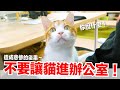 【好味小姐】不要讓貓進辦公室！跟貓咪工作第三彈｜好味貓日常EP94