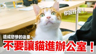 【好味小姐】不要讓貓進辦公室跟貓咪工作第三彈好味貓日常EP94