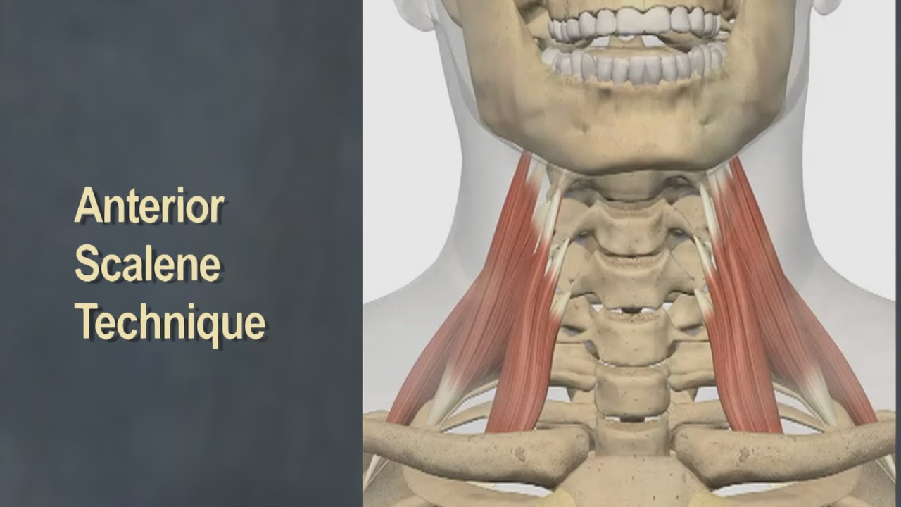 Therapeutic Massage for Anterior Scalene Muscles - YouTube
