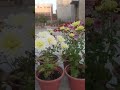 CHRYSANTHEMUM FLOWER  / GULDAUDI FLOWER