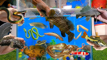 Tổng hợp các loại cá cảnh đẹp, cá săn mồi, cá rồng, cá trê, rắn, cá bóng mú