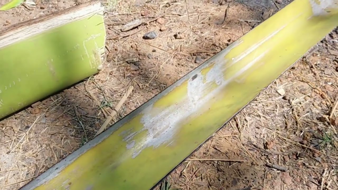 วิธีผ่าเอาก้านลานมาทำว่าว