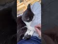 行方不明だったペコ助は今日もべったりでした笑#cat #猫 #野良猫 #shorts