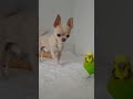 В главной роли Томик и Чижик #собака #томик #pets #чихуахуа#смешнодослез#