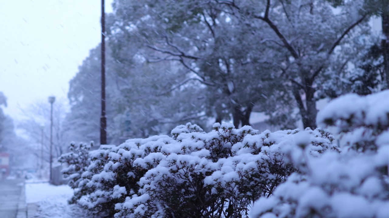 【4カメ散歩】雪の横浜大通り公園を散歩｜EOSR50V Insta360X5 GoPro11 OsmoPocket3