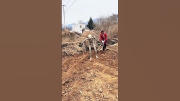 Robots replace oxen pulling plowshares. — The reality of life in China #satisfying #funny