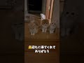 å€é
ãã«åç«ãã¡ãè¿ãã«ããŸããããããšããããåºç£ã#Shorts
