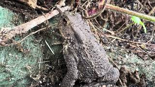 Gewone Pad Bufo Bufo Nl Bloeit Planten Van Hier