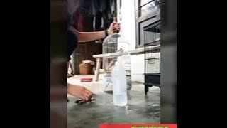 ISTRI MARAH GARA GARA BURUNG SUAMI,