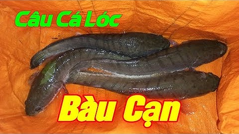 Trở Lại Bàu Cạn Câu Lure Cá Lóc | Xế Chiều Cá Táp Lịa Lịa | Quang Hưng Vlog