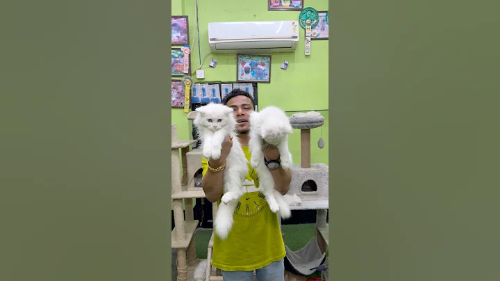 Watch the video about Milky White Persian Kittens Sale. #petshub #cat