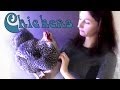Chickens As Pets: Training Tips and Tricks Chickens As Pets: Training Tips and Tricks