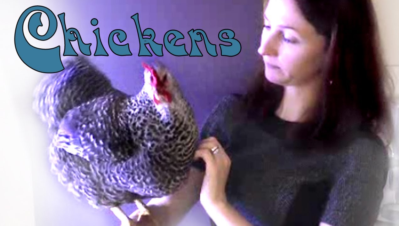 Chickens As Pets Training Tips And Tricks Youtube