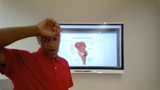 Remote Lecture Chapter 3 Anatomy and Research Methods