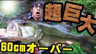 【衝撃映像】超！超！超！巨大魚が水面を突き抜けてルアーに襲い掛かる！！！