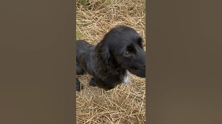Arthur on a 130 yard blind retrieve