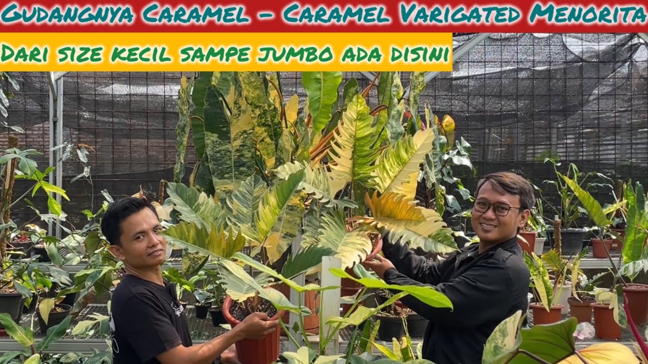 GUDANGNYA CARAMEL-CARAMEL VARIGATED MENORITA DISINI⁉️ DARI SIZE KECIL SAMPW JUMBO ADA