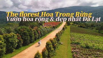 Bay flycam trên “thiên đường hoa” The Florest – cảnh đẹp như phim! Hiệu Ảnh Cậu Dũng
