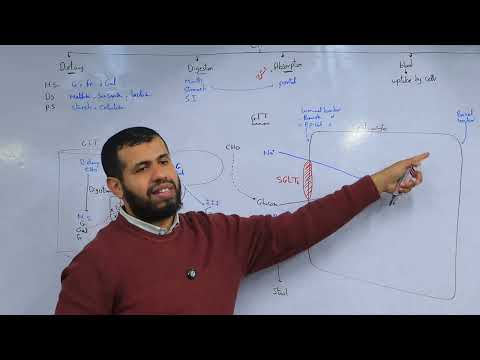 Revision 1 السبت الممتاز  Genoma (1) : Glycolysis + Fates of Pyruvate Dr.Hesham Esmat