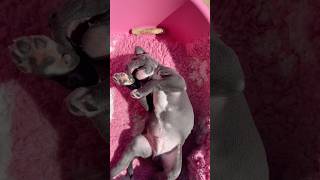 Blue Staffy Puppy Has Ants In His Pants