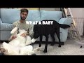 Hugging Another Dog For Too Long - Jealous Dog Reaction