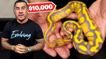 You Won’t Believe How Expensive And Amazing These Snakes Are!