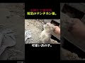 工事現場に捨てられた短足のマンチカン…。この子、飼ってもいいですか…？