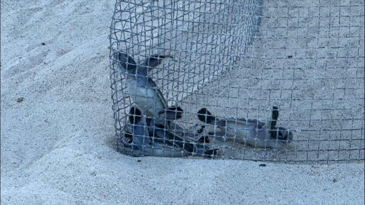 LIVE 🐢 Baby Sea Turtles Hatching & ready for the Ocean 🌊 - YouTube