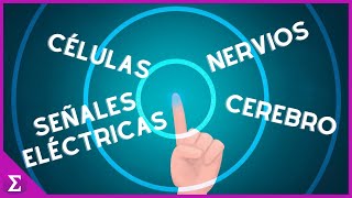 El Sentido del Tacto ¿Cómo Funciona?