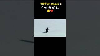 Emotional Penguin Story 🥹💔 #shorts #youtubeshorts #ytshorts #shortsfeed #trending  #viral