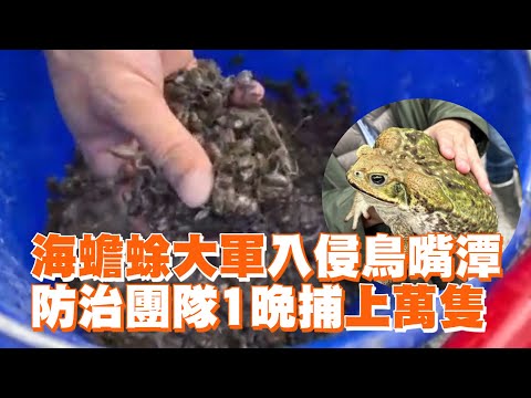 海蟾蜍大軍入侵鳥嘴潭！防治團隊1晚捕上萬隻｜野生動物｜外來種