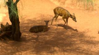 Abdims Stork, Crowned Crane, Sitatunga
