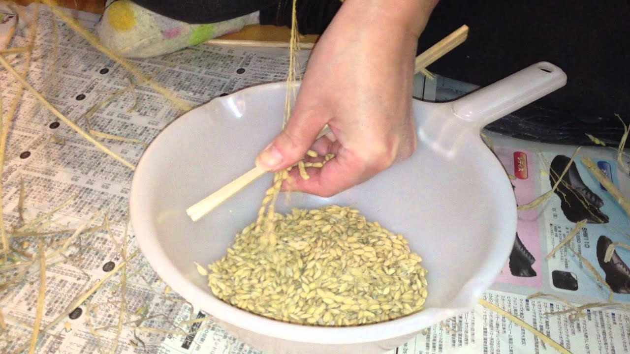 脱穀作業 Youtube 脱穀作業 Youtube