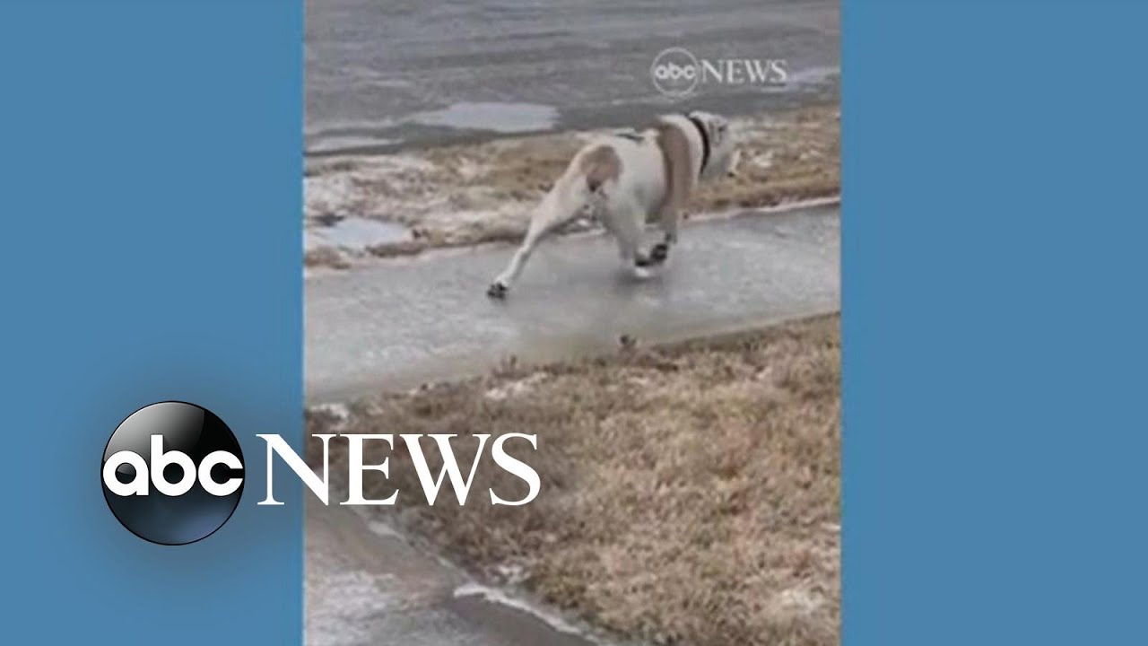 Bulldog loses footing on icy sidewalk