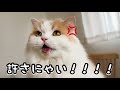 あることで不機嫌になりしっぽでペチペチ攻撃してくる猫が可愛すぎた(笑)