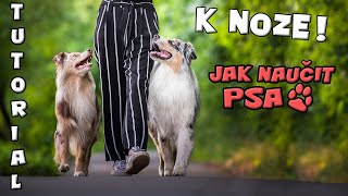 Jak naučit psa K NOZE | Tutorial