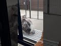 風になびくくーちゃん #ねこのいる暮らし #ねこ動画 #ねこのいる生活
