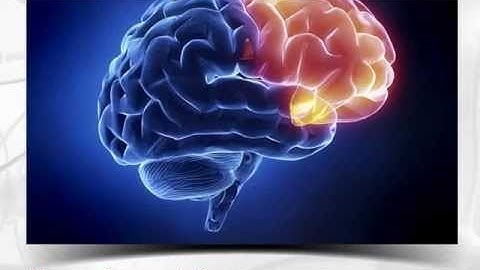 Human Brain Frontal Lobe PowerPoint Template