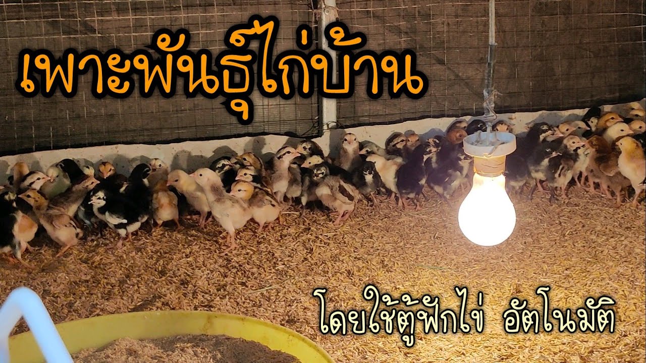 การเลี้ยงไก่บ้านขาย  New Update  เพาะพันธ์ไก่บ้านใช้ตู้ฟักไข่อัตโนมัติ By อึดเวียก