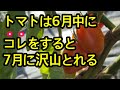 【トマト】６月中に必ずしておきたい作業を解説しています。実がなり始めて、赤く色付いて、葉っぱが茂ってきた時にどんなことをすれば良いのでしょうか。
