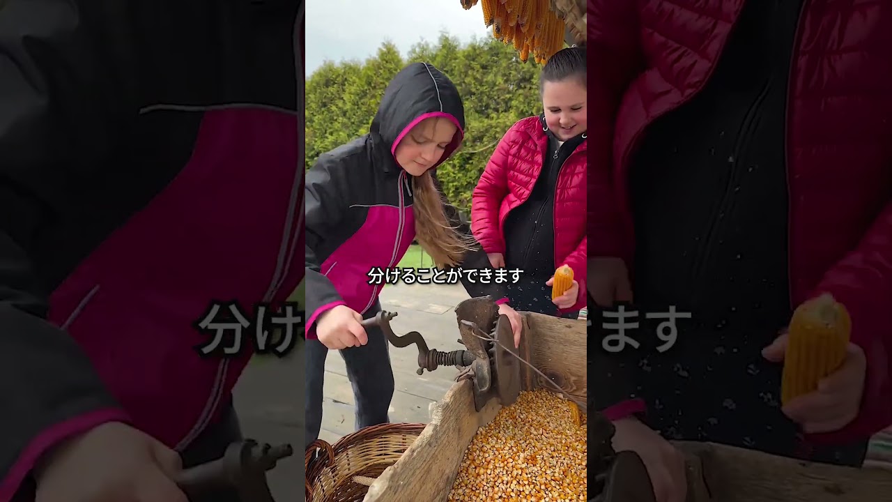 3秒で トウモロコシの粒 分離