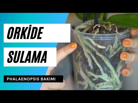 Video: Phalaenopsis Nasıl Sulanır