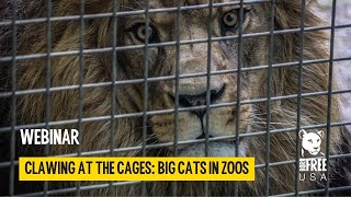 Webinar | Clawing at the Cages: Big Cats in Zoos #bigcat #bigcats #zoo