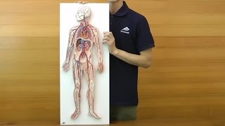 血管系，1/2倍大モデル：動画