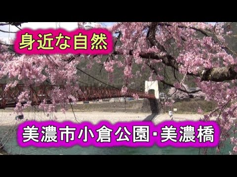 身近な自然 美濃市小倉公園 長良川美濃橋の桜 展望台からの眺め Youtube