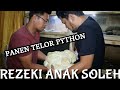 KEJUTAN IDUL ADHA | PYTHON KU BERTELUR !