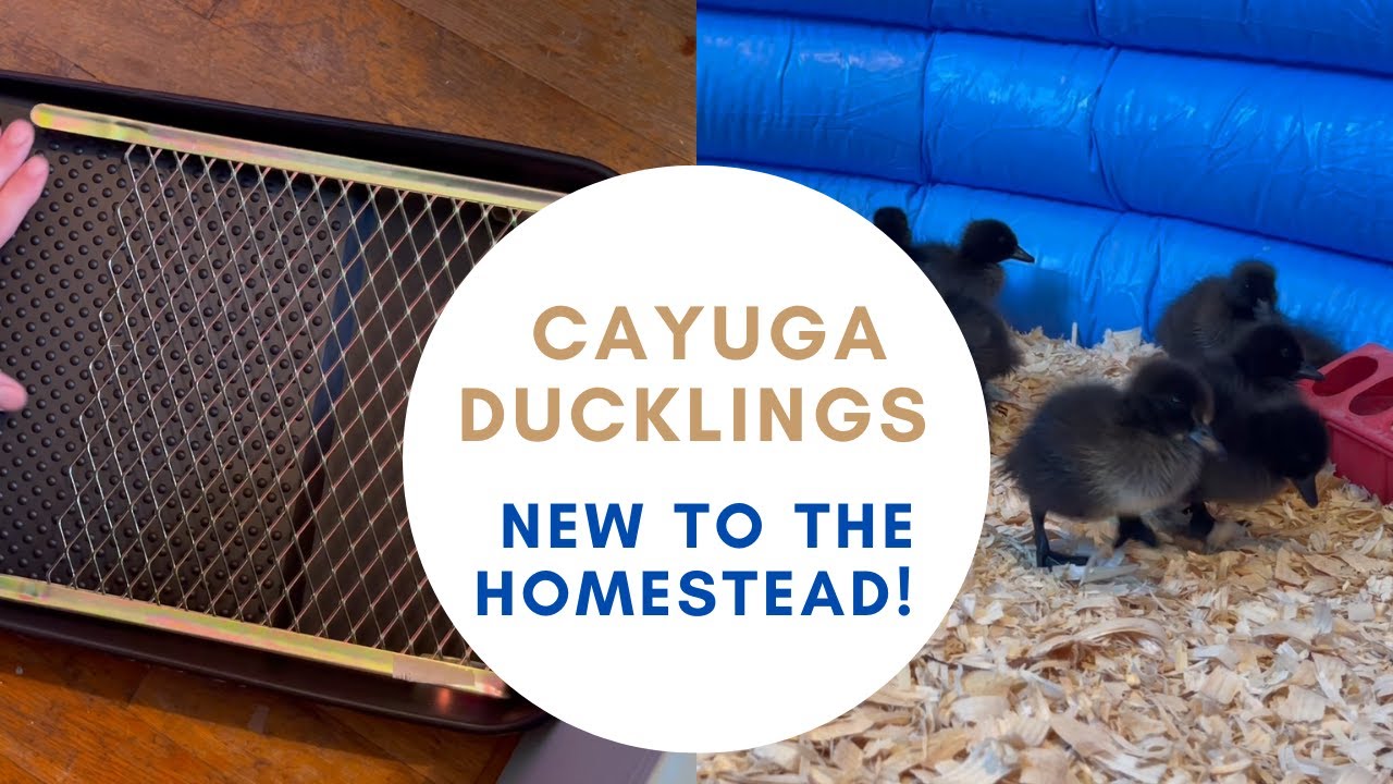 Cayuga Ducks | How We Set Up Our Brooder - YouTube