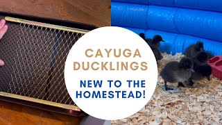 Cayuga Ducks How We Set Up Our Brooder