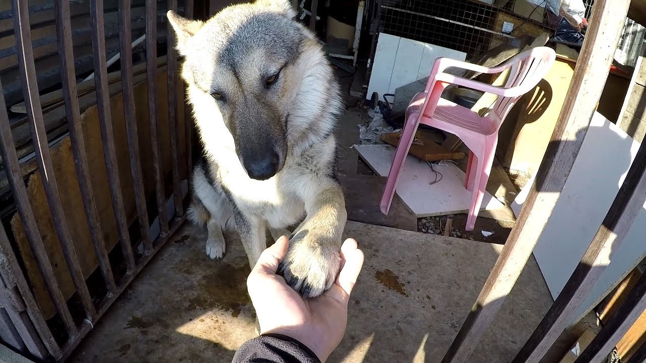 Свобода Аяврику!!!)