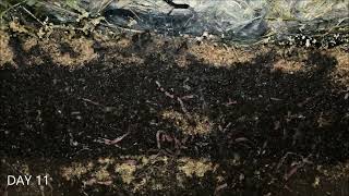 Worms At Work 20 Days Time Lapse Of Vermicomposting
